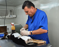 Importante castración de mascotas en Santo Tomé
