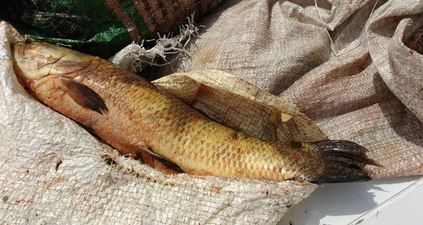 El Senasa decomisó 50 kilos de pescado de río en Monte Vera