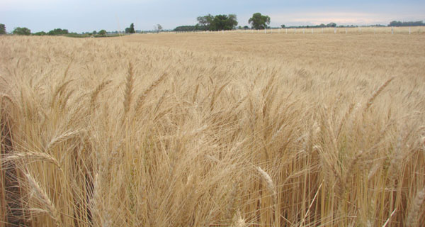 El trigo con proyecciones de producción y de exportaciones inéditas