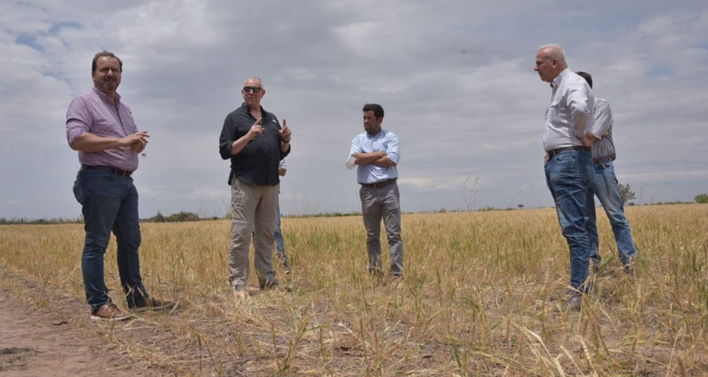 Desde Nación afirman que existen muy buenas expectativas con la presente campaña de trigo