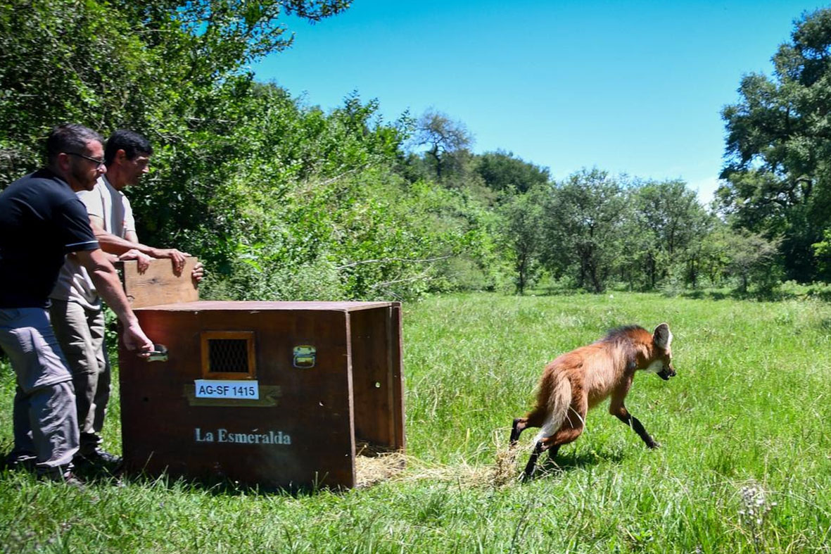 Fue liberado y reinsertado en su hábitat natural un aguará guazú recuperado en La Esmeralda