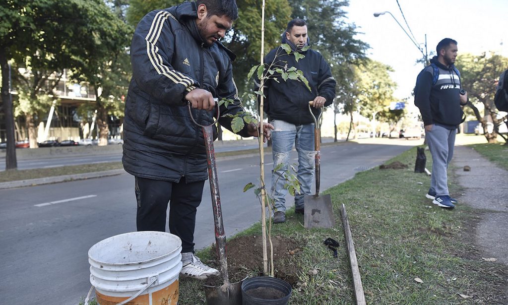En la ciudad de Santa Fe continúan las tareas del plan de arbolado municipal