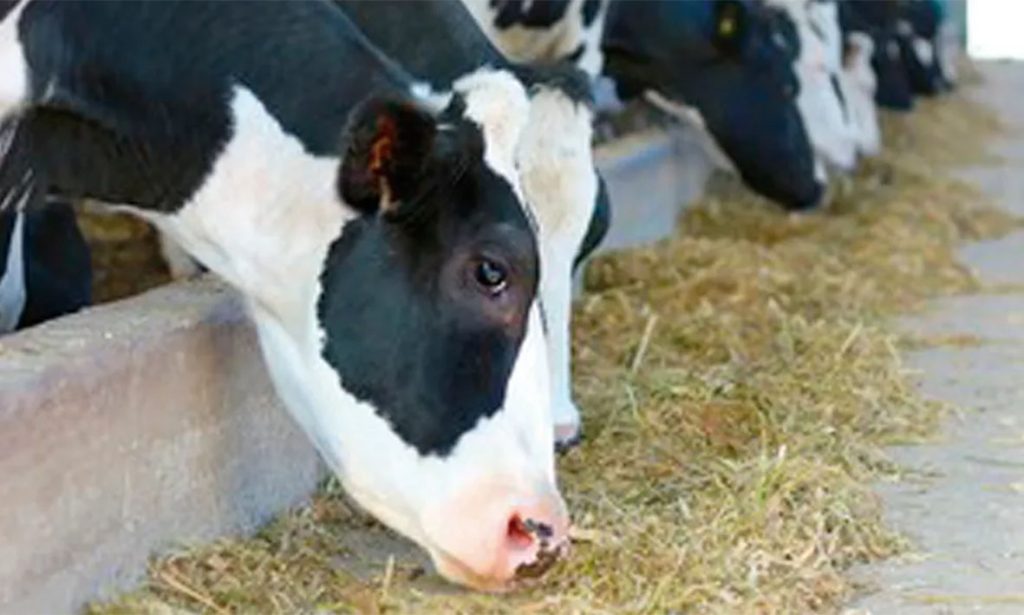 Desde la UNL desarrollan una bacteria “buena” que puede evitar pérdidas en la industria ganadera