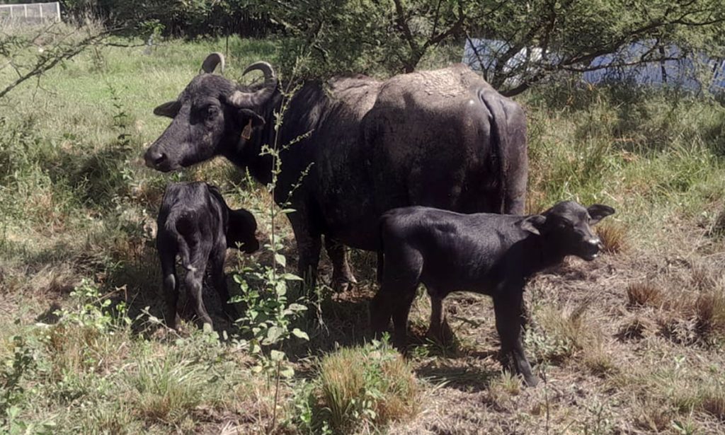 Por primera vez nacieron búfalos mellizos en la Escuela Granja de la Universidad Nacional del Litoral