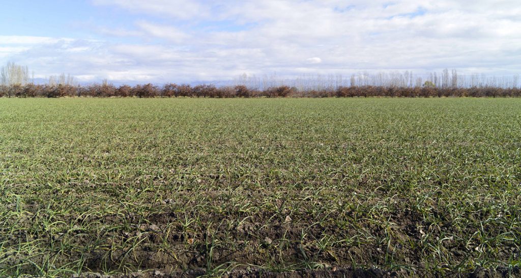 Las lluvias de marzo mejoraron las condiciones en una amplia región del centro del país
