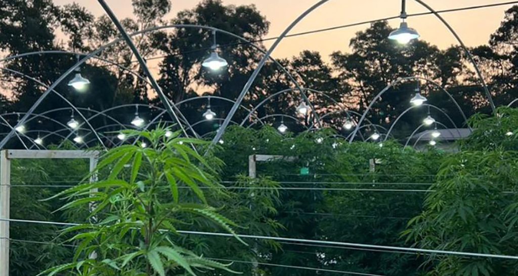 Se construirá un invernadero de Cannabis sativa en el campus de Ciencias Agrarias de la UNL