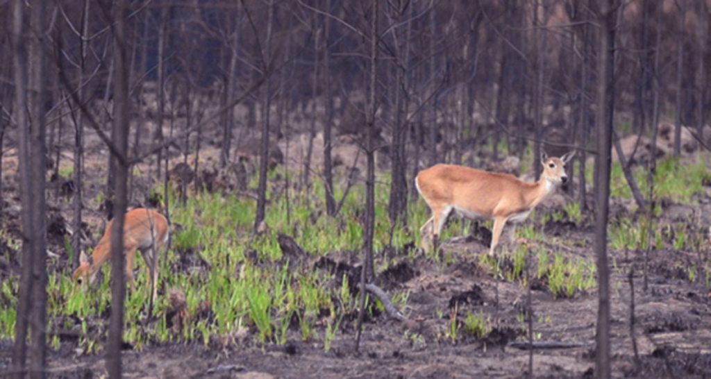 Evaluarán el impacto sobre la fauna silvestre tras los incendios en Corrientes