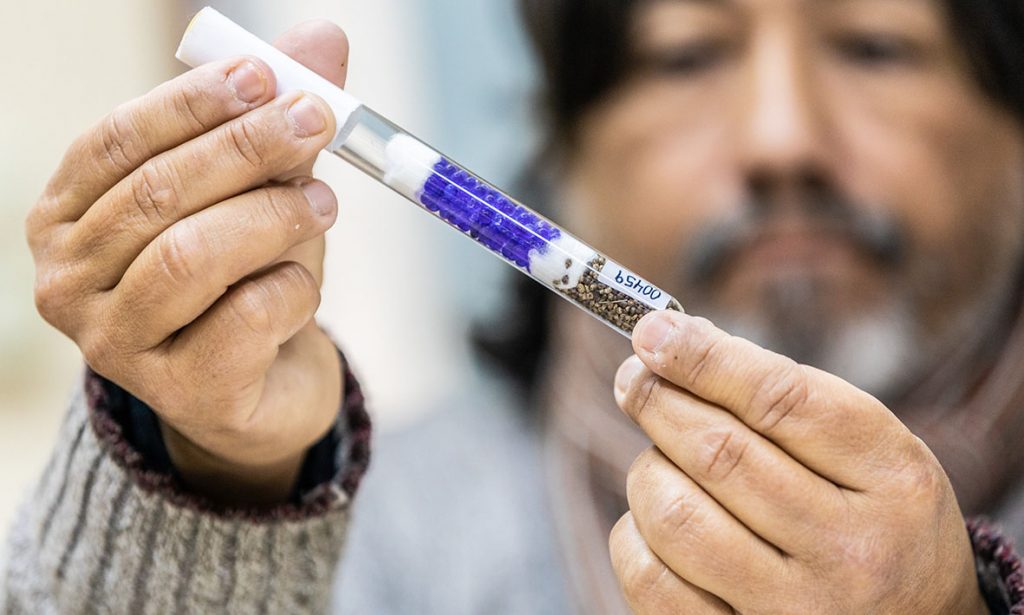 La UNL y el CONICET trabajan en el mejoramiento genético de semillas de cannabis medicinal