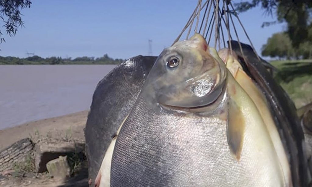 Por primera vez, cosechan pacúes criados en cautiverio en el Río Colastiné