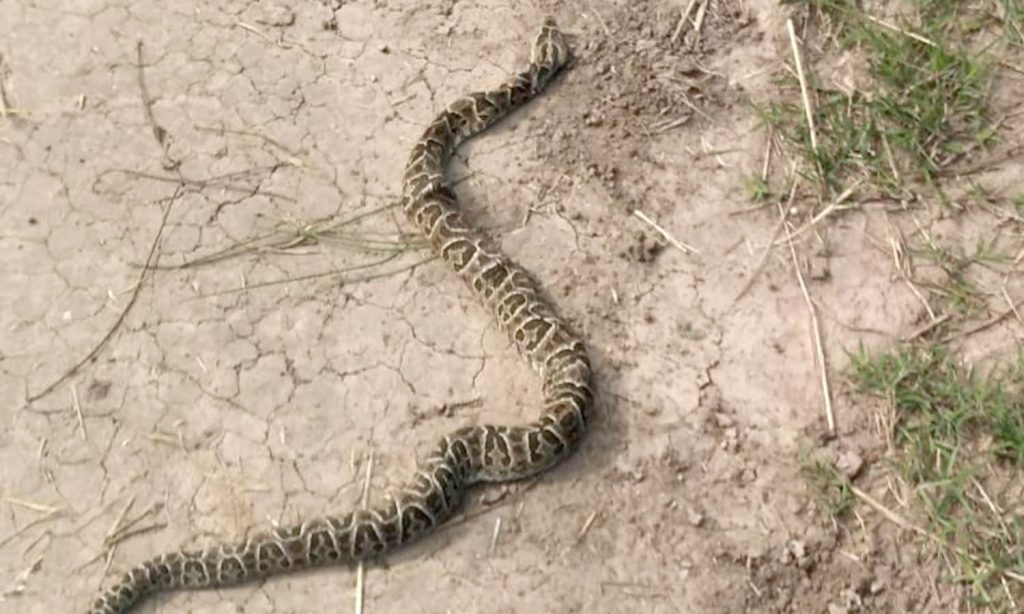 Guardafauna advierte sobre “matanza” de yararás en campos del departamento Las Colonias