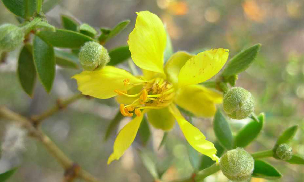 Un estudio de fósiles de jarillas aporta evidencia clave sobre el origen de las zonas áridas de Argentina