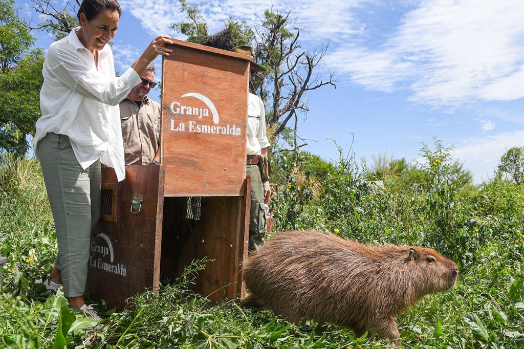 Fueron liberados un gato montés, dos zorros grises y tres carpinchos en el Parque Nacional Islas de Santa Fe