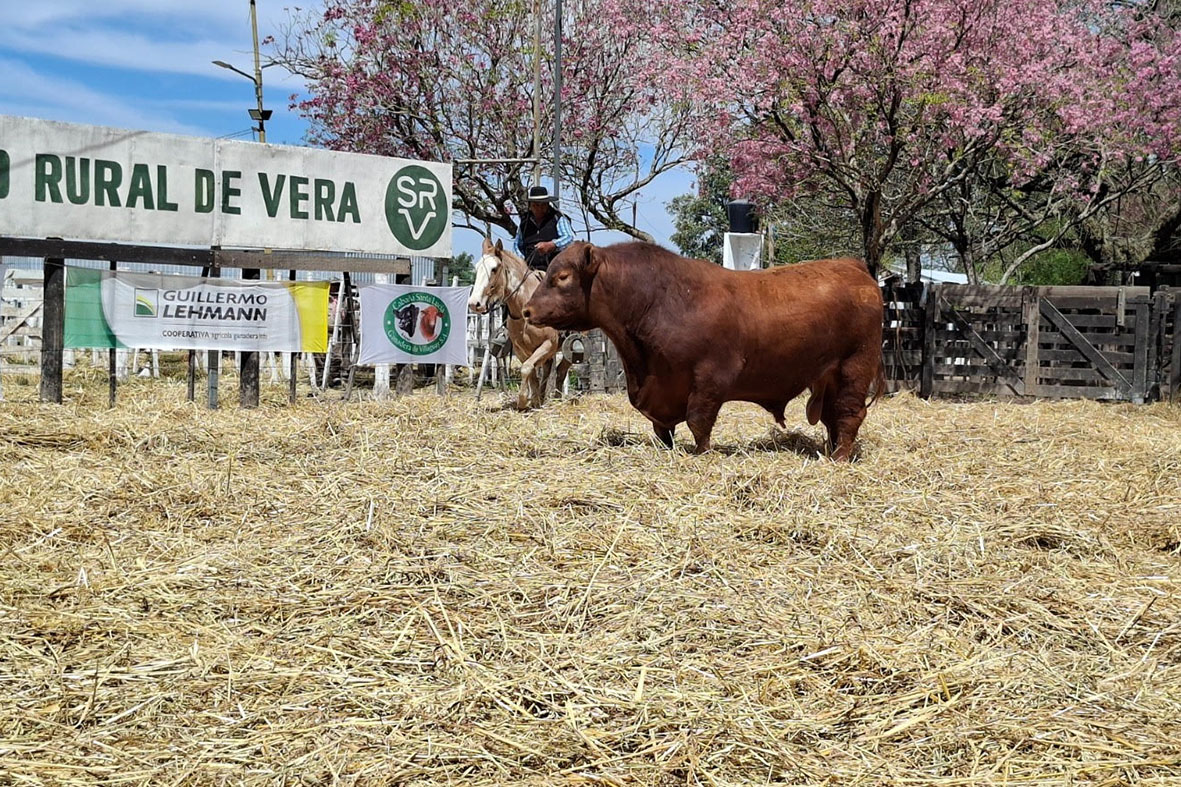 Con gran convocatoria en Vera, Cabaña Santa Lucía volvió a jerarquizar el remate del Noreste Santafesino