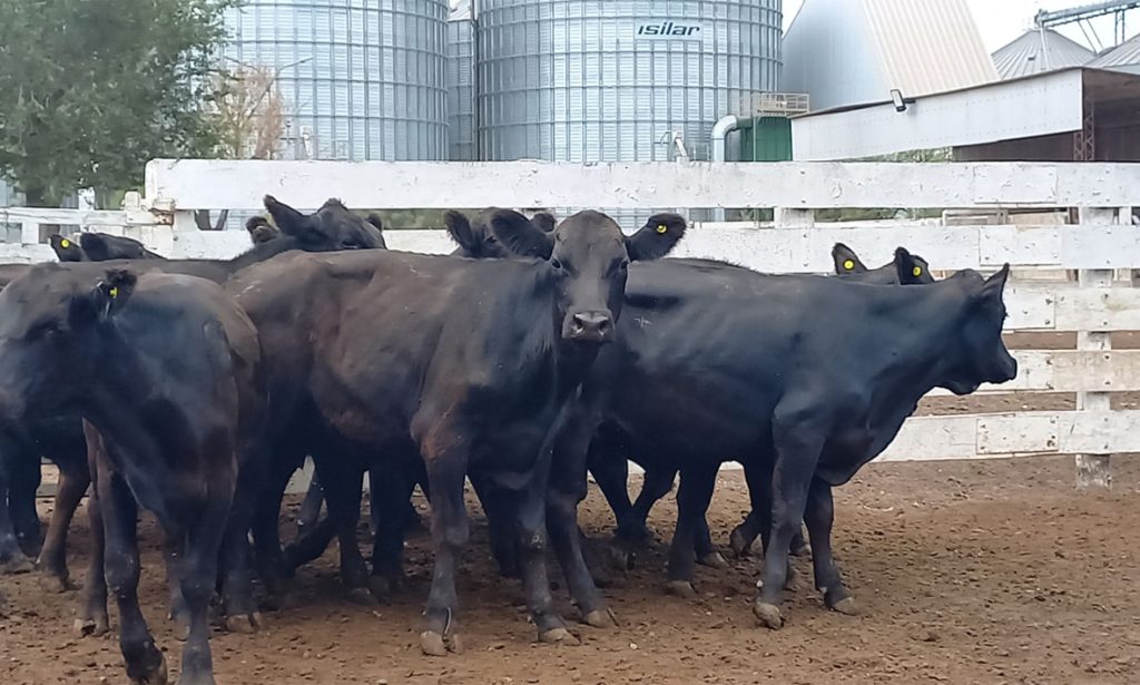 Más de 1.400 cabezas de ganado se subastaron en el primer Remate Especial de Pilar