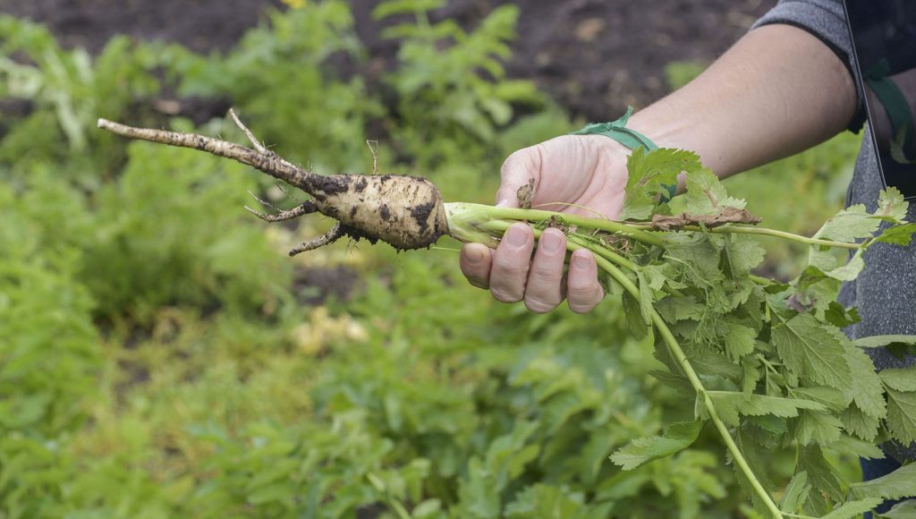 Emergencia Agropecuaria: la provincia de Santa Fe incorporó a las producciones frutihortícolas