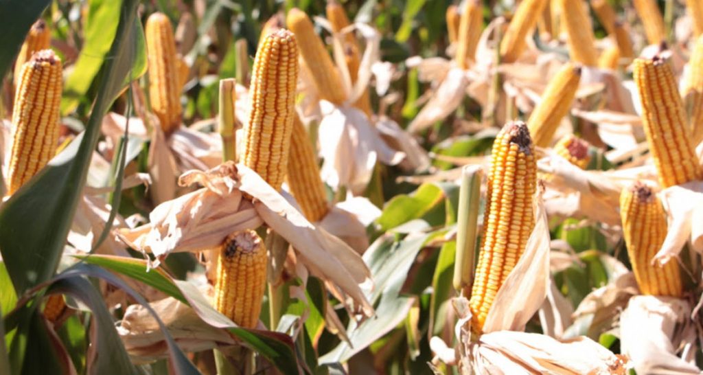 El gobierno provincial ofrece financiamiento a productores para la siembra de trigo y maíz