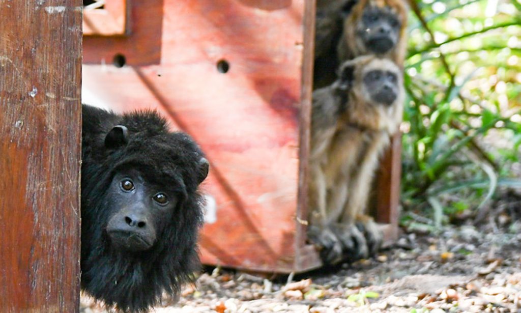 En el norte de la provincia de Santa Fe fueron liberados cinco monos carayá, veinticinco loros y un coatí
