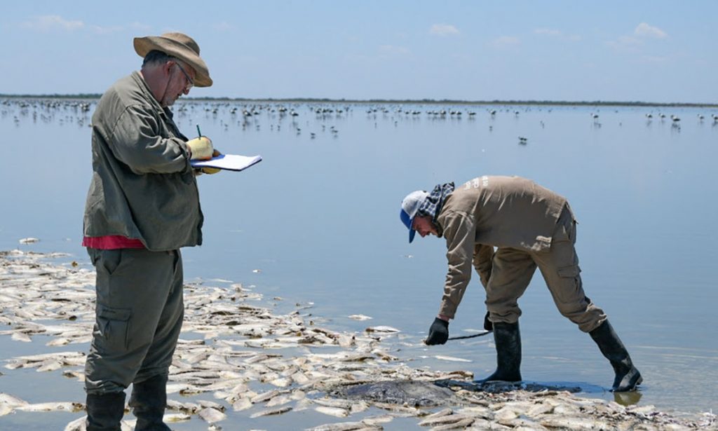 Vera y Pintado: se determinó no retirar los peces muertos en la laguna del Plata