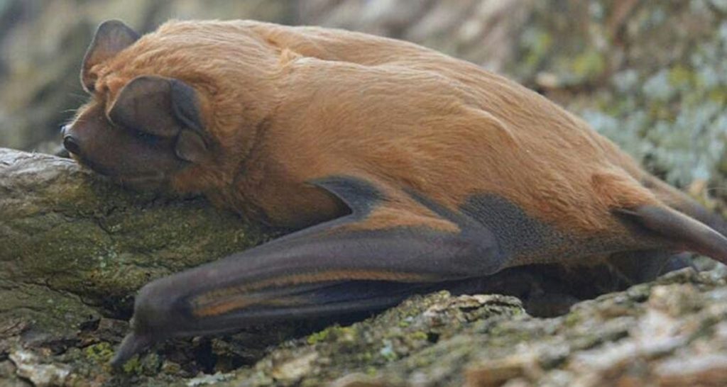El Museo Provincial Ángel Gallardo identificó una nueva especie de murciélago en Argentina