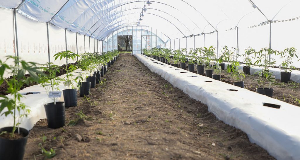 Se inició el cultivo de cannabis medicinal a campo en la provincia de Santa Fe