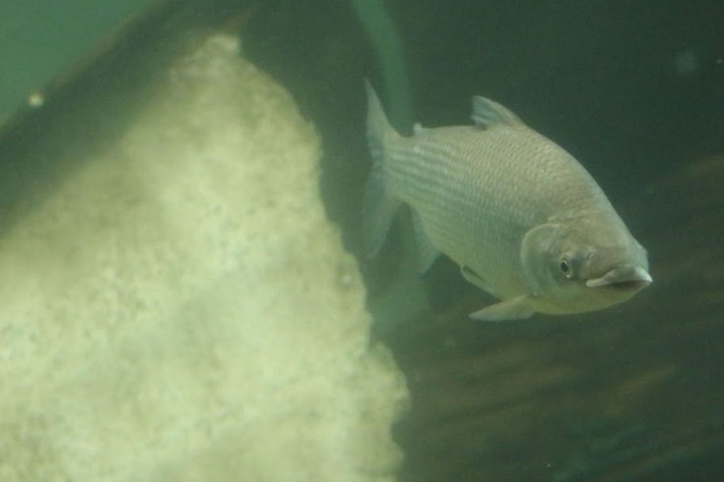 Desde el gobierno provincial explican el por qué es importante limitar la exportación de peces del río Paraná