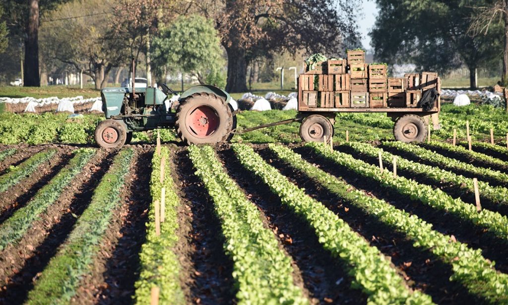 Productores frutihortícolas afectados por la sequía podrán acceder a beneficios