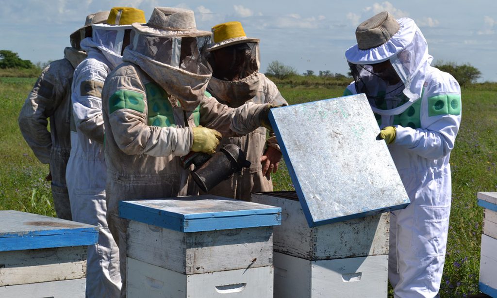 Los productores apícolas santafesinos podrán gestionar el certificado de Emergencia Agropecuaria