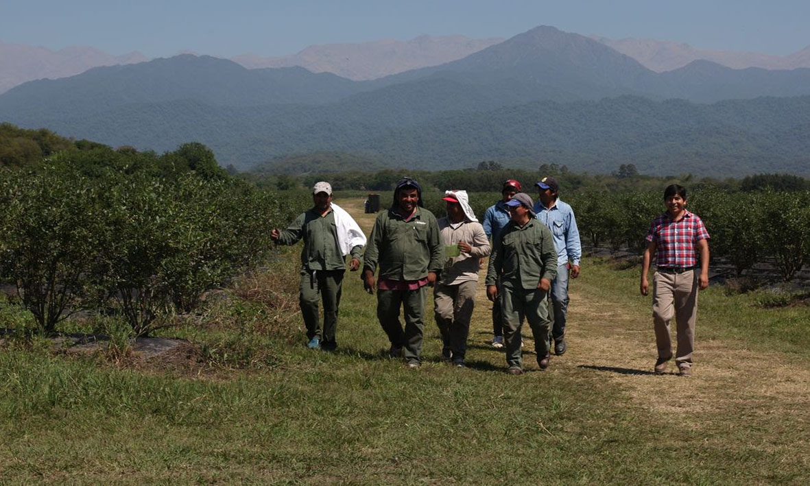 El Renatre publicó junto con la OIT un estudio sobre trabajo migrante temporario en el sector rural