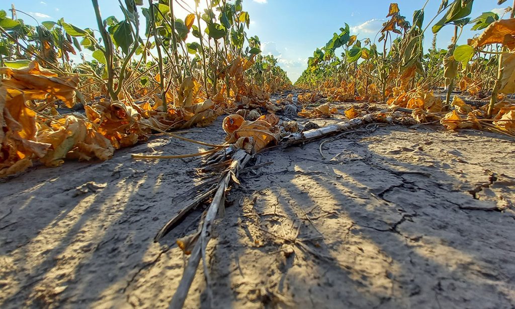 Otorgarán una nueva línea de financiamiento por 500 millones de pesos para productores afectados por la sequía