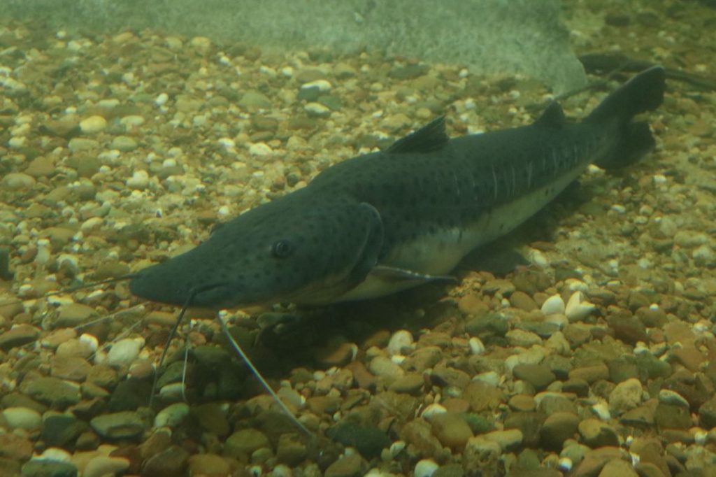 Se establece por 60 días la veda para la pesca de surubí en la provincia de Santa Fe