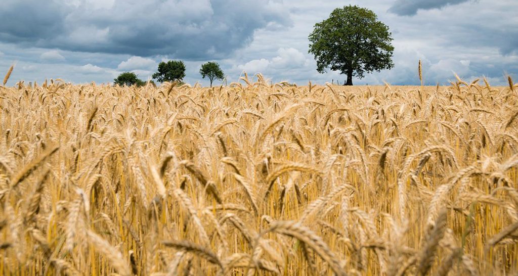 La UNL organizará una jornada sobre producción de alimentos y sostenibilidad ambiental