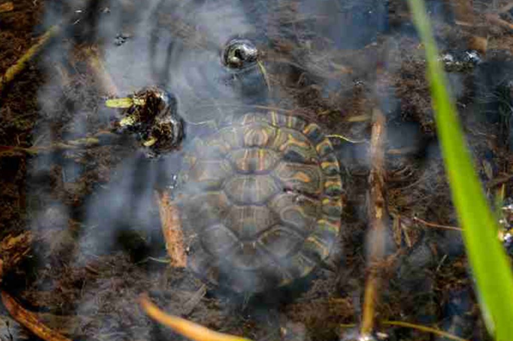 Se realizó una suelta de tortugas y visitas guiadas a la Reserva Ecológica UNL