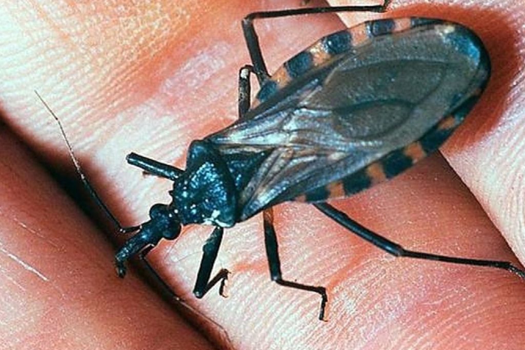 Las personas sordas tendrán material de prevención sobre la enfermedad de Chagas