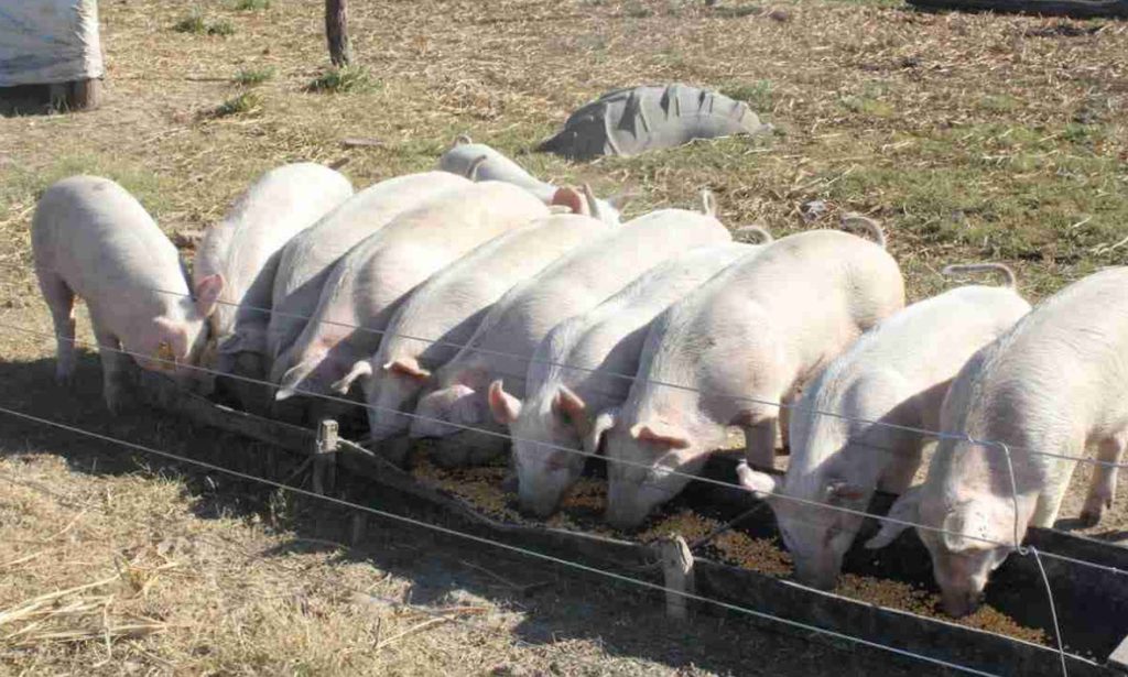 La Universidad Nacional del Litoral y el INTA analizan un probiótico que mejora la producción porcina