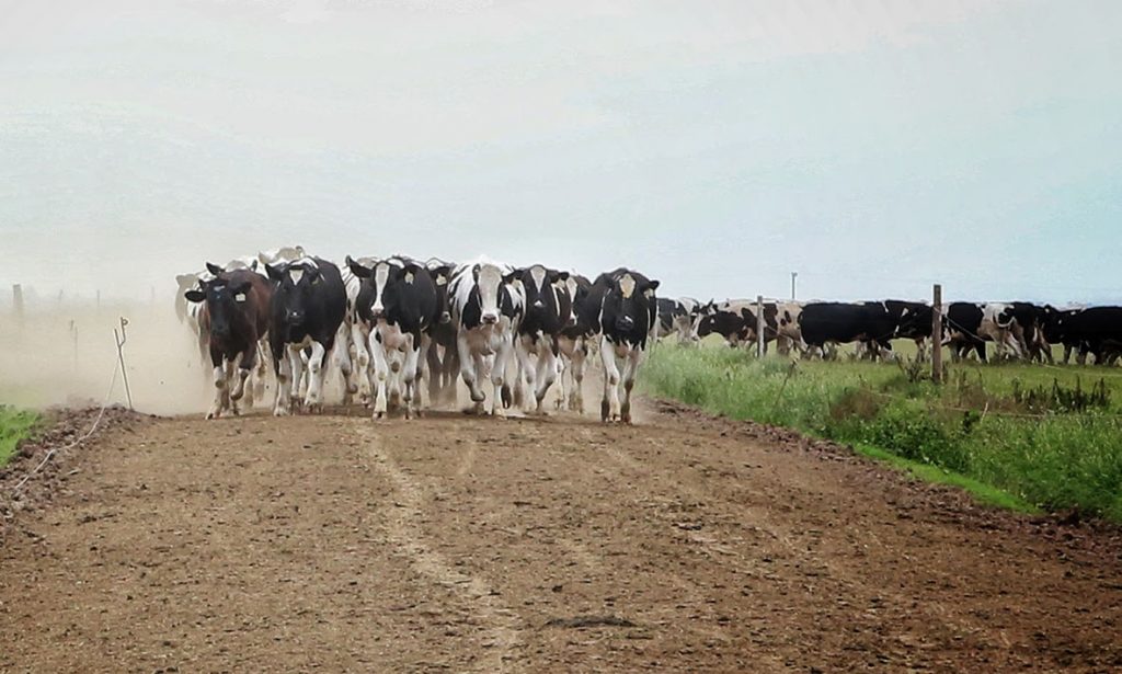 La cadena láctea santafesina marca el rumbo de la generación de divisas y el desarrollo territorial
