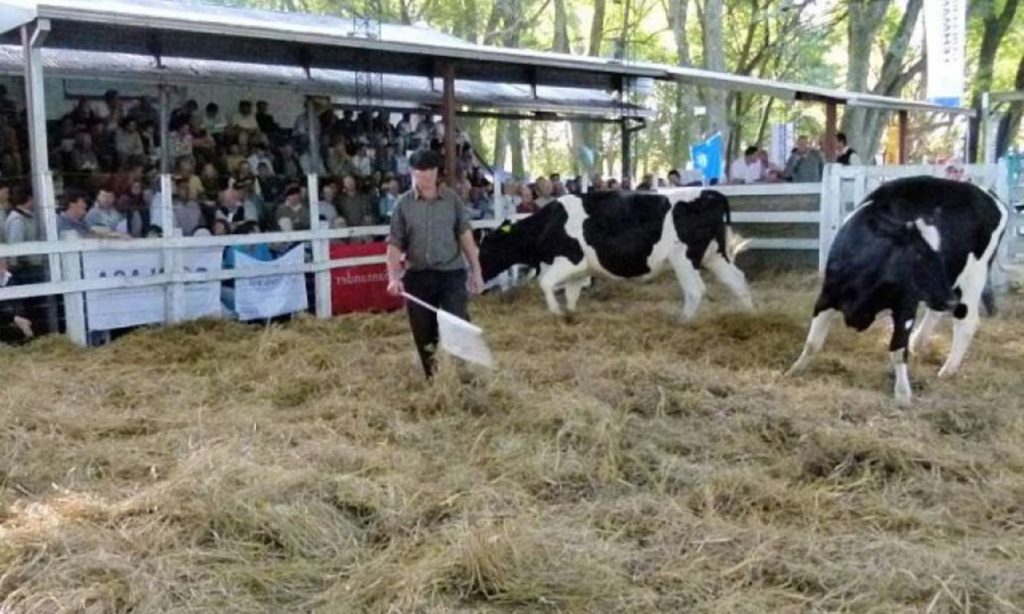 La Expo Vidriera Genética y Esperanza se prepara para una de las subastas más élite del año